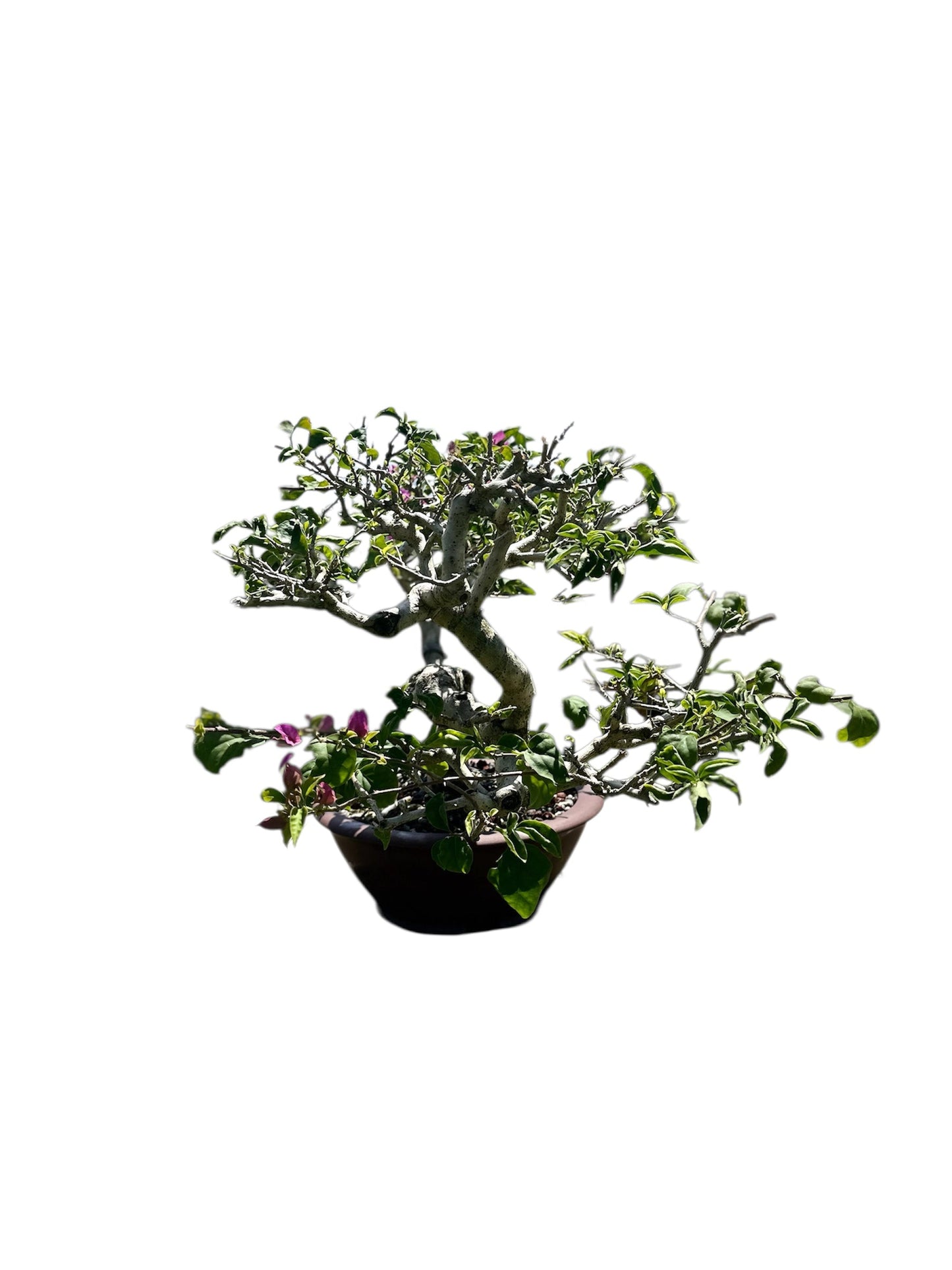 Bougainvillea Taiwanese