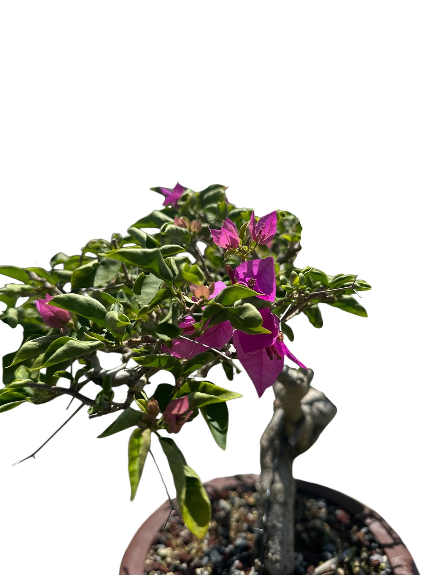 Bougainvillea Taiwanese