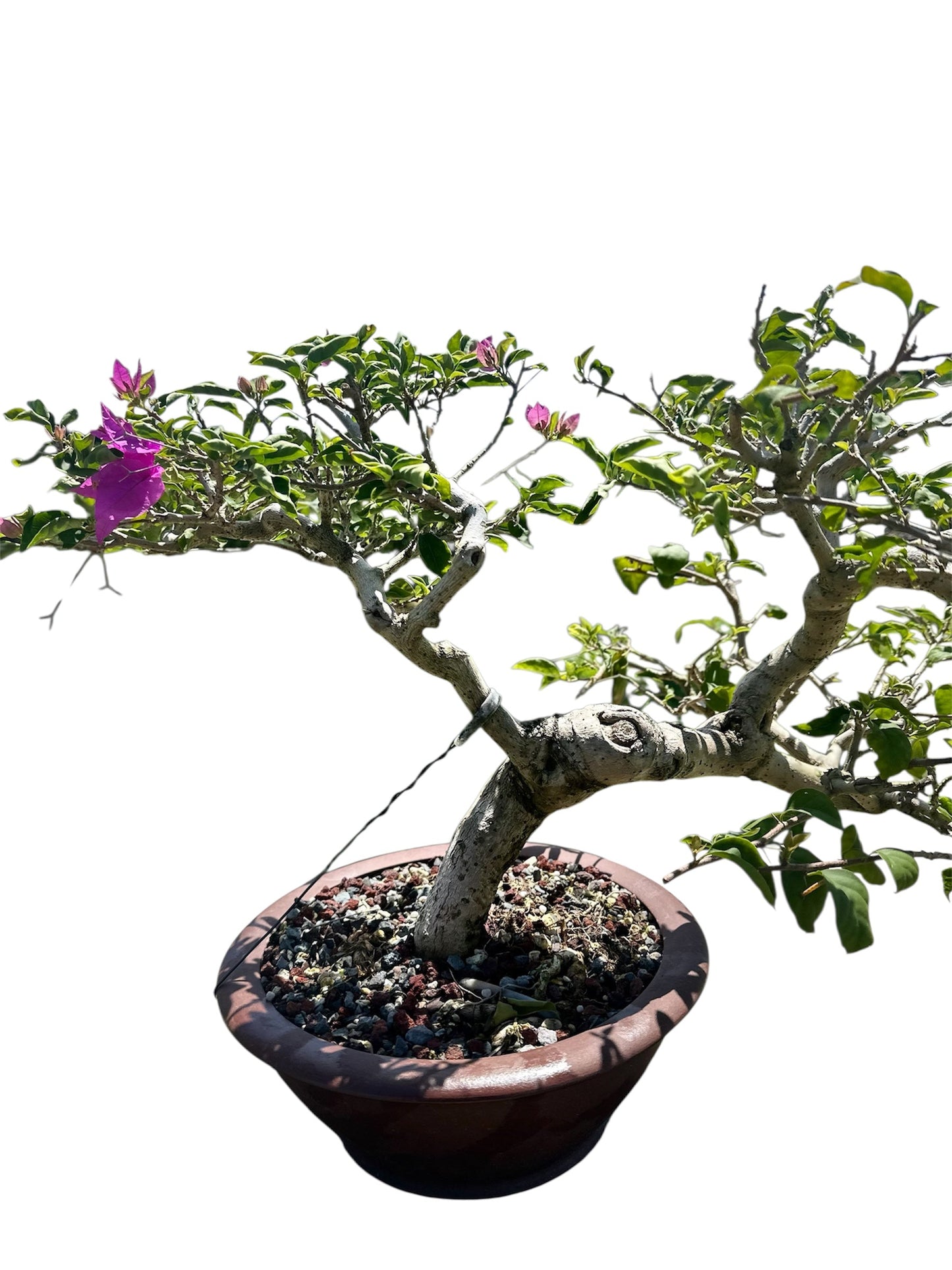 Bougainvillea Taiwanese