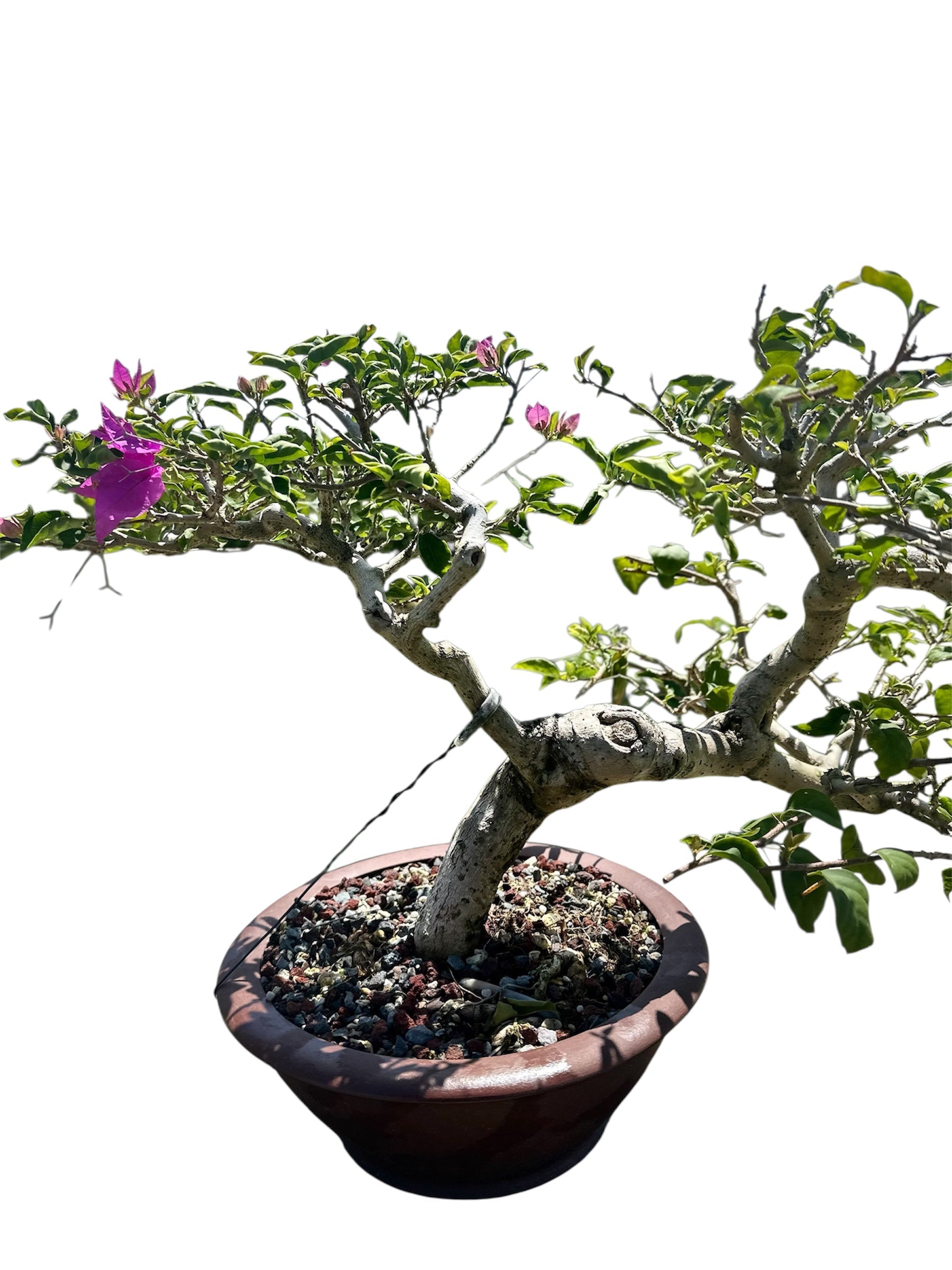 Bougainvillea Taiwanese