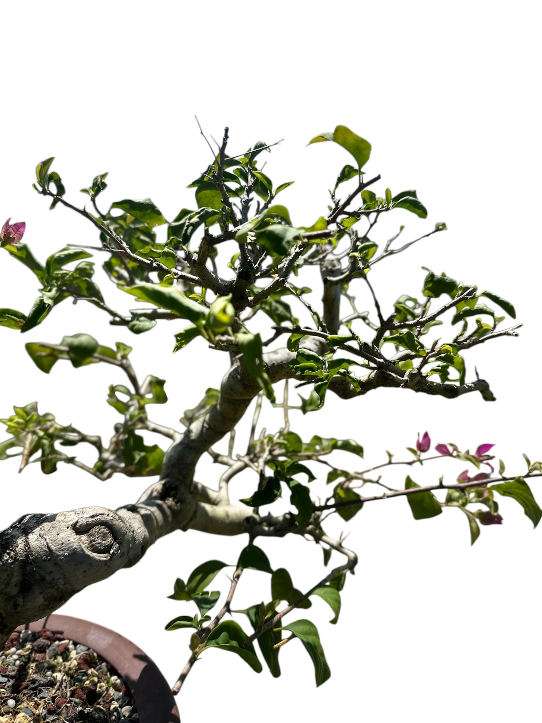 Bougainvillea Taiwanese