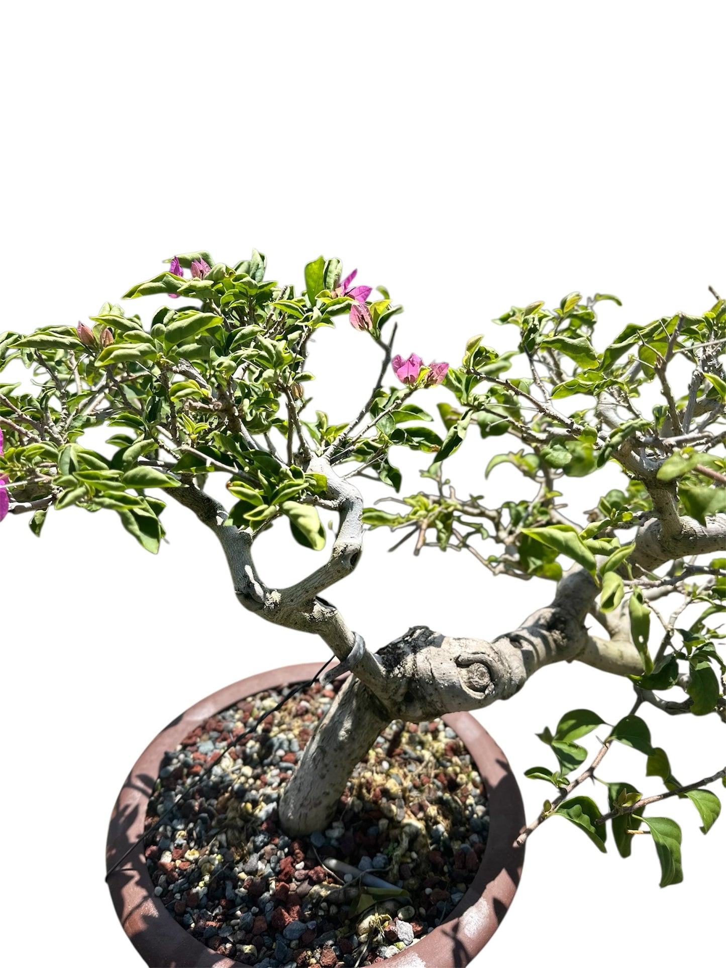 Bougainvillea Taiwanese