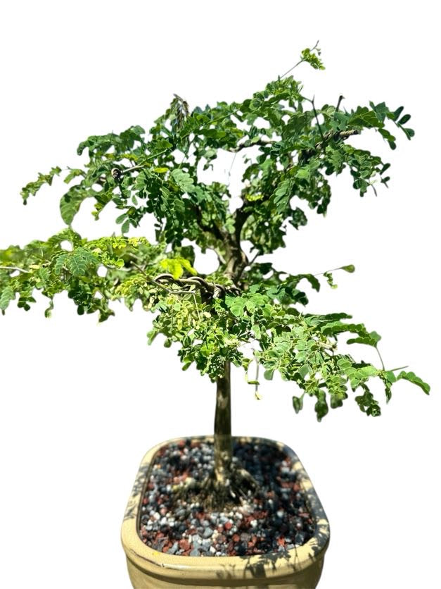 Brazilian Rain Tree (One of a Kind, 12–16")