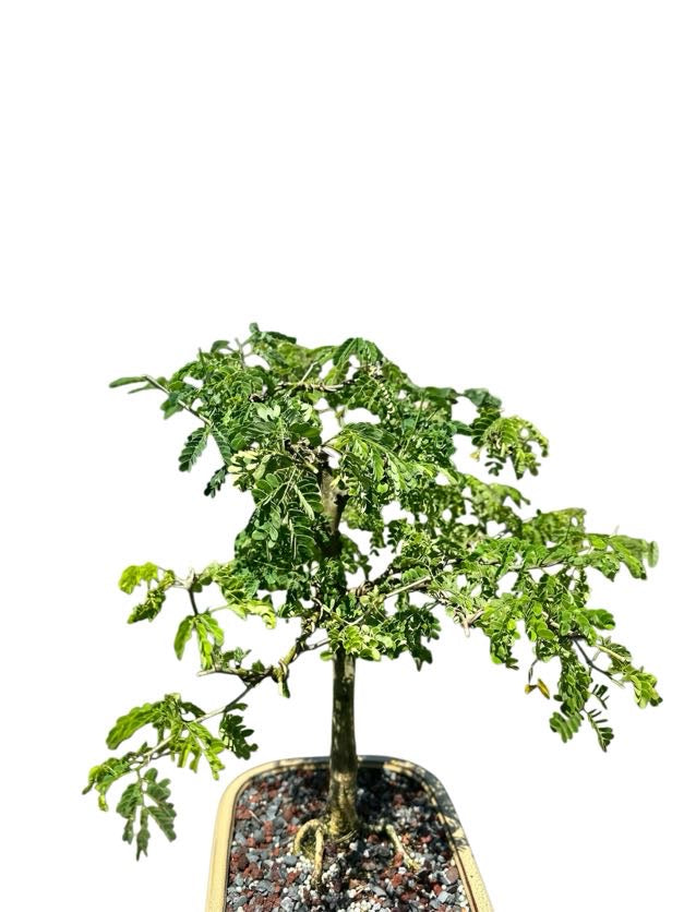 Brazilian Rain Tree (One of a Kind, 12–16")