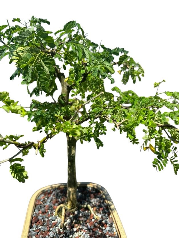 Brazilian Rain Tree (One of a Kind, 12–16")