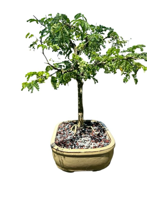Brazilian Rain Tree (One of a Kind, 12–16")