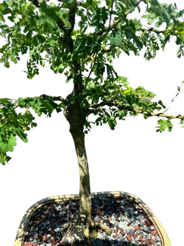 Brazilian Rain Tree (One of a Kind, 12–16")