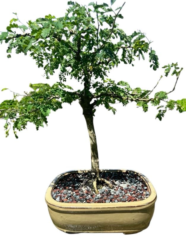 Brazilian Rain Tree (One of a Kind, 12–16")
