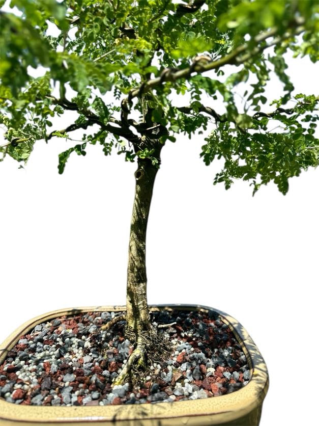 Brazilian Rain Tree (One of a Kind, 12–16")