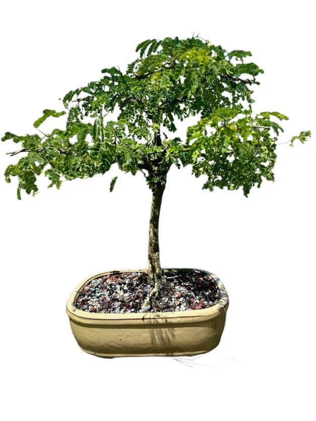 Brazilian Rain Tree (One of a Kind, 12–16")
