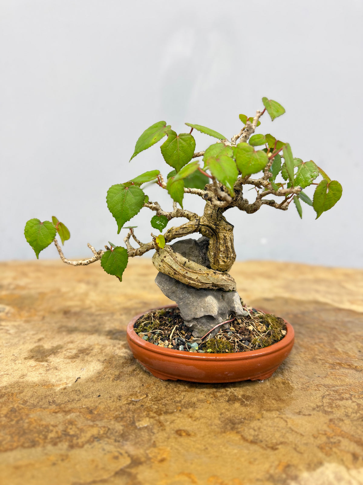 Mame Root Over Rock Sea Hibiscus (Waru)