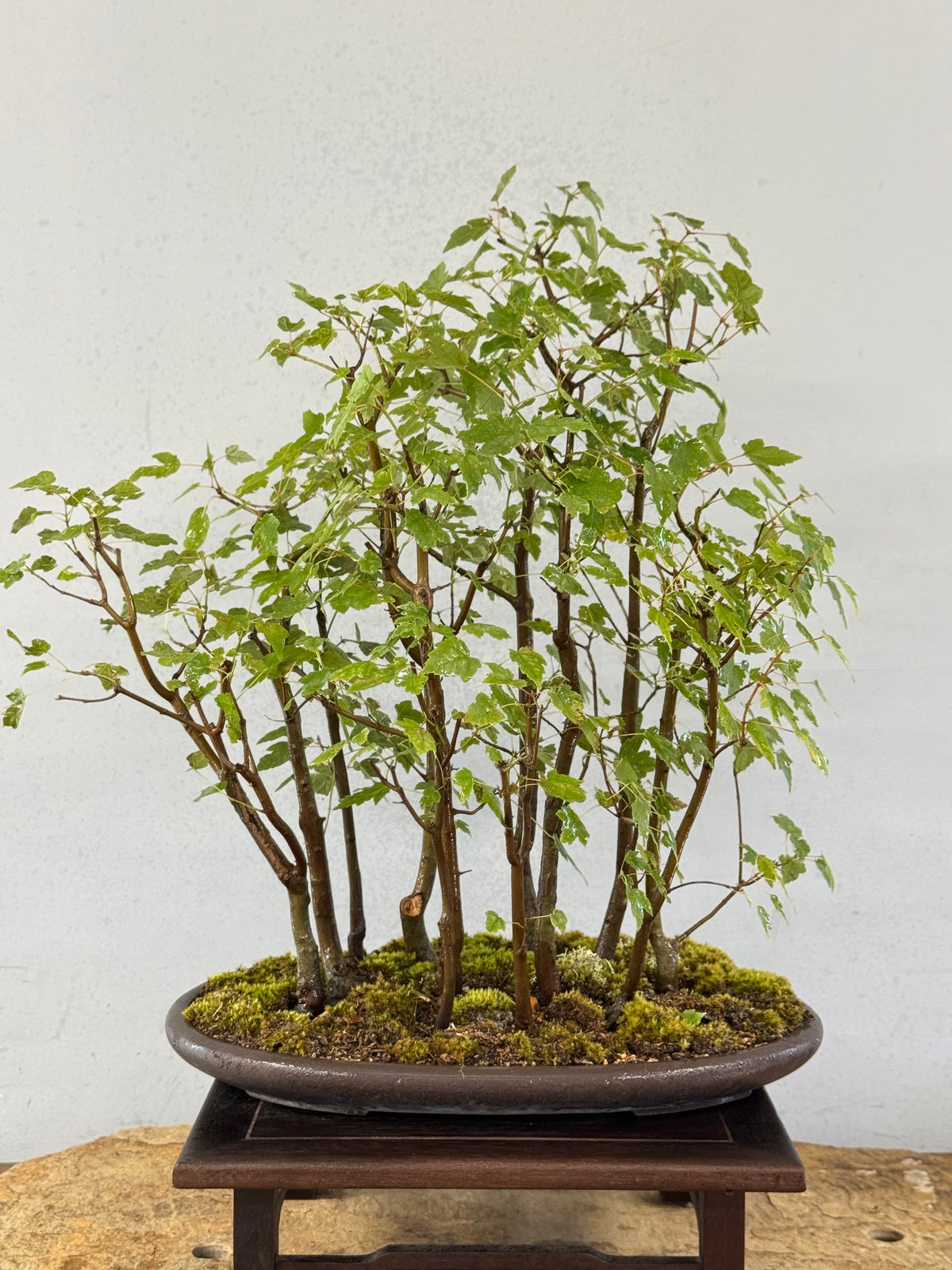 Florida Red Maple Forest Bonsai