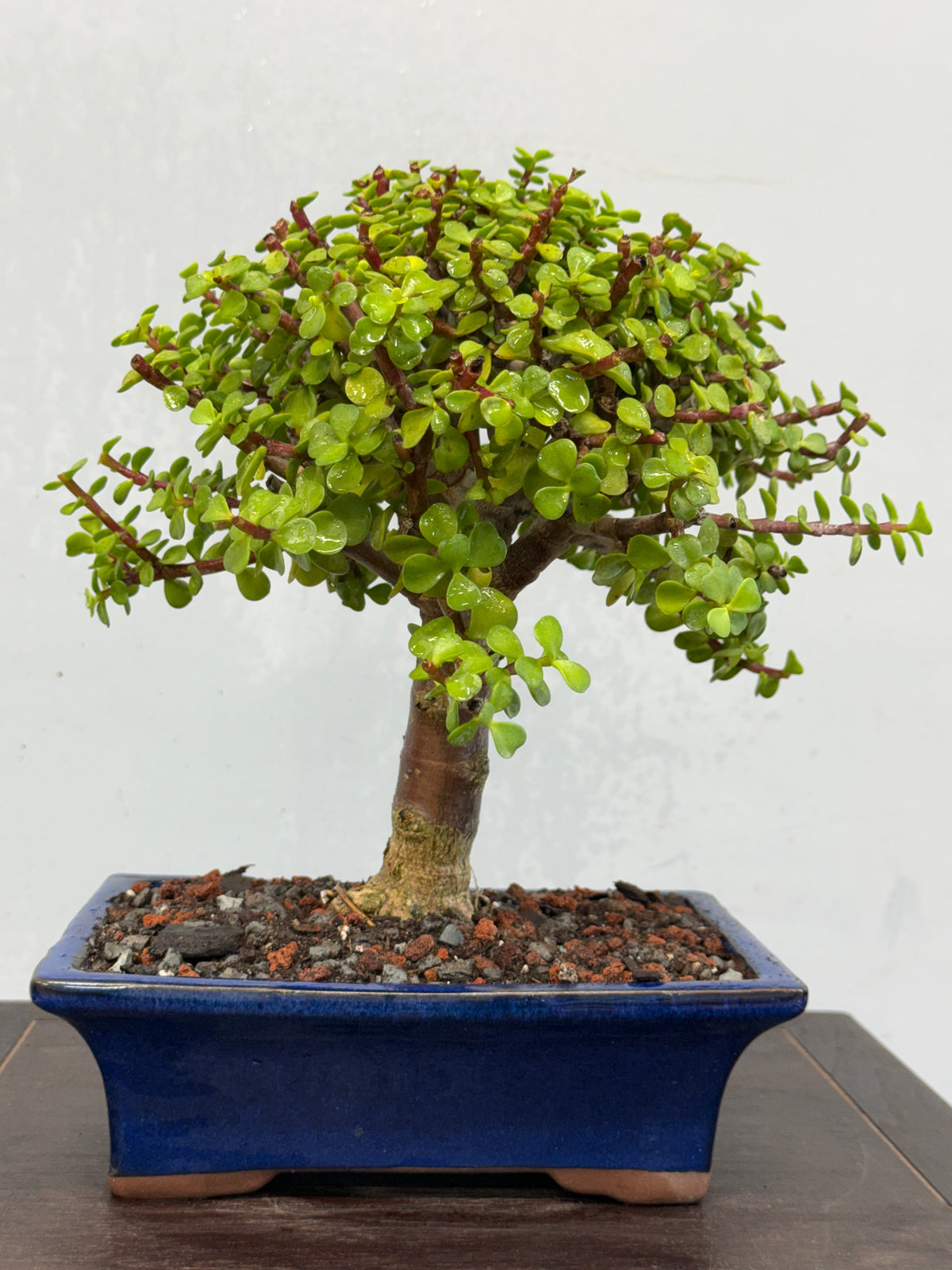 Dwarf Jade