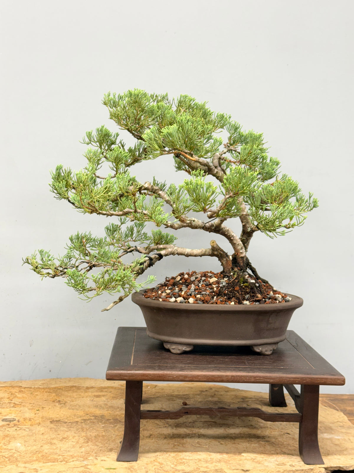 Parsons Juniper