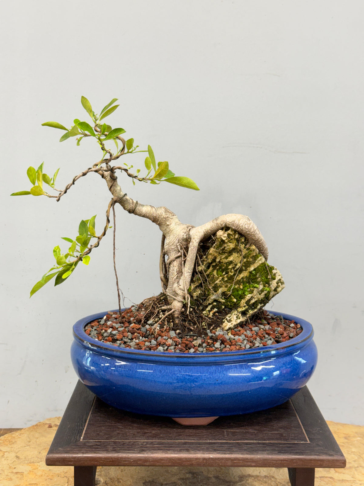 Root Over Rock Tiger Bark Ficus
