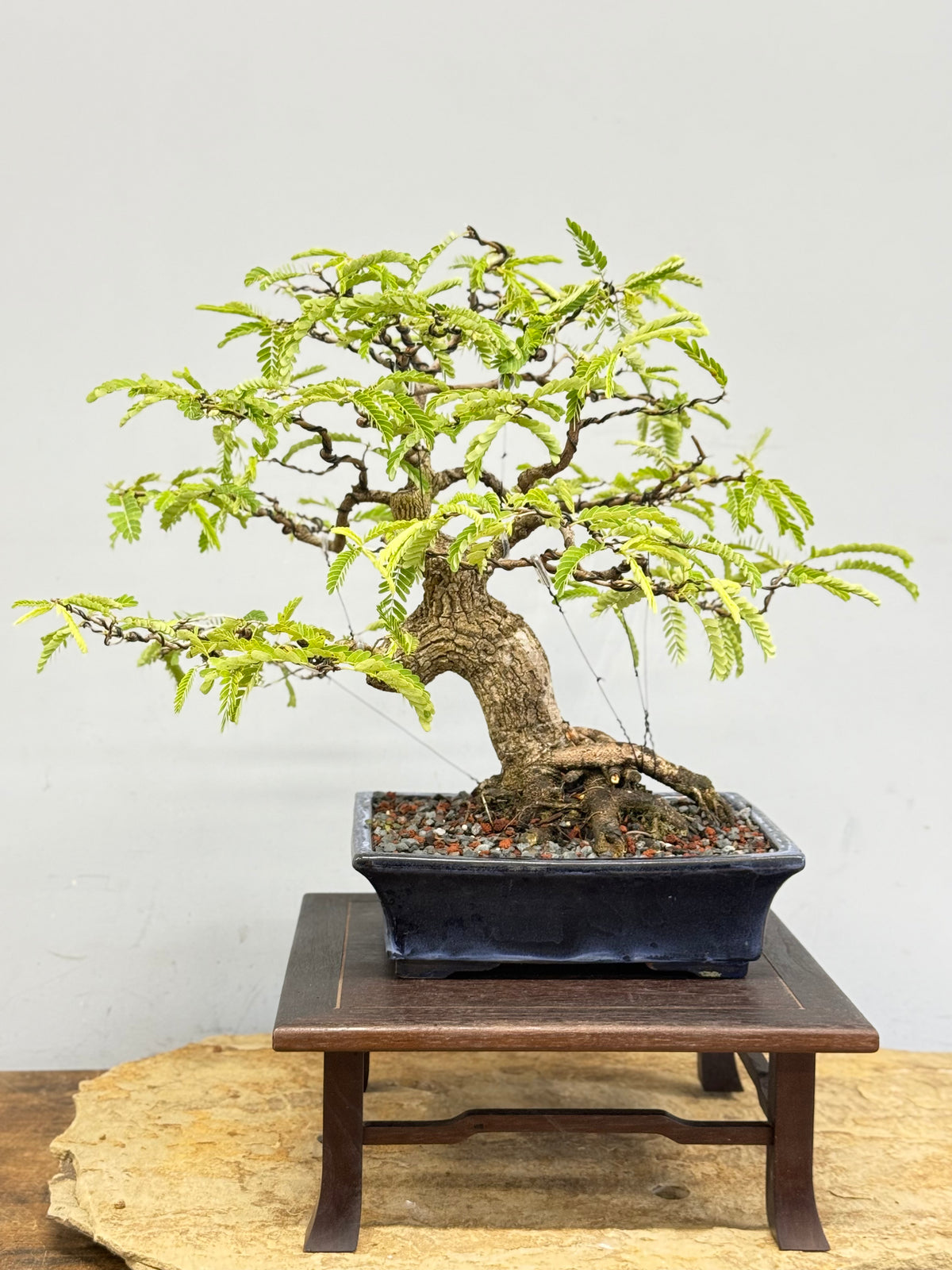 Tamarindus indica