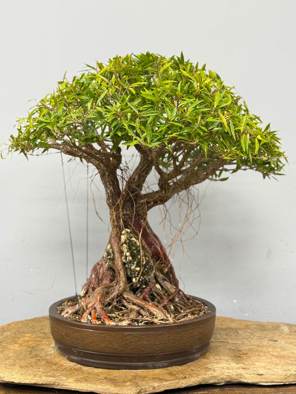 Root Over Rock Willowleaf Ficus Bonsai
