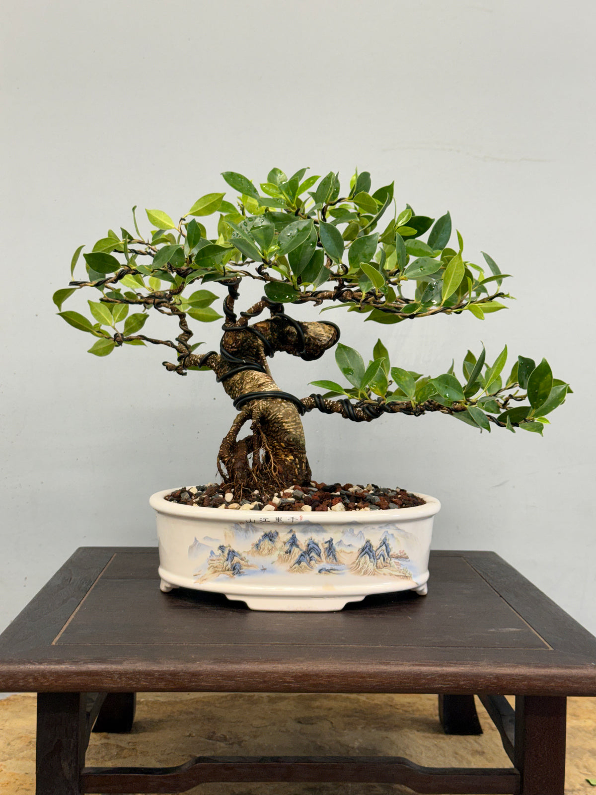 Tiger Bark Ficus