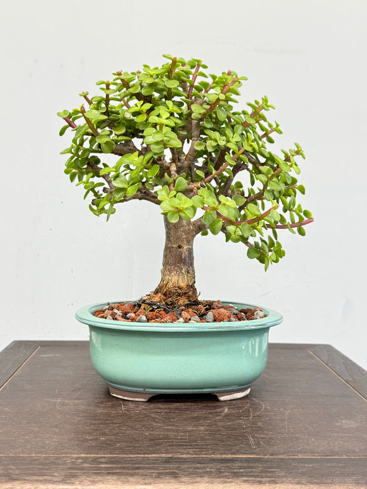 Dwarf Jade