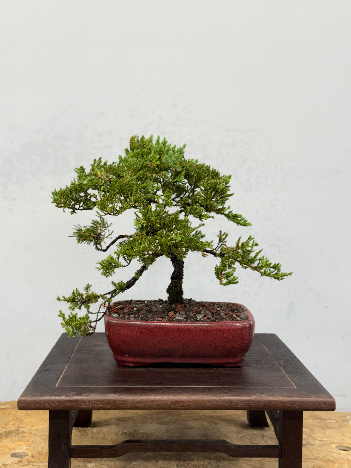 Procumbens Nana Juniper Bonsai – Informal Upright