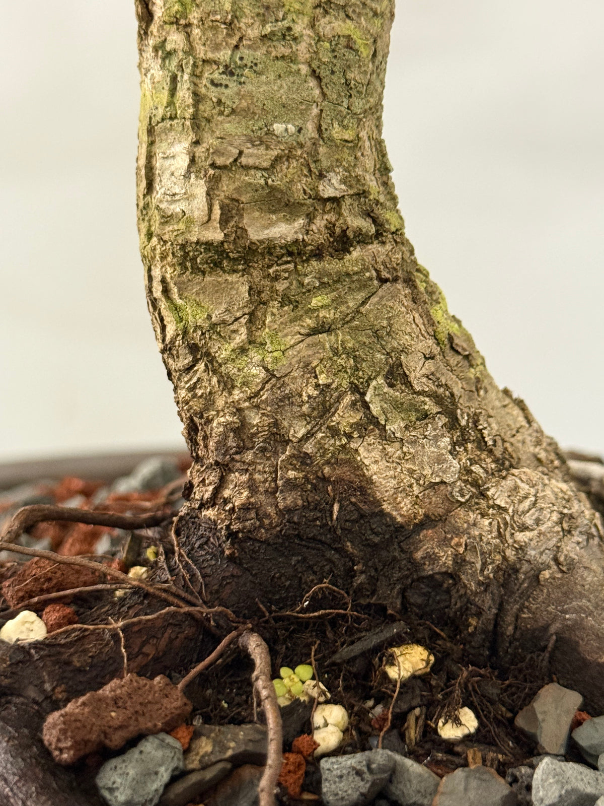 Bark