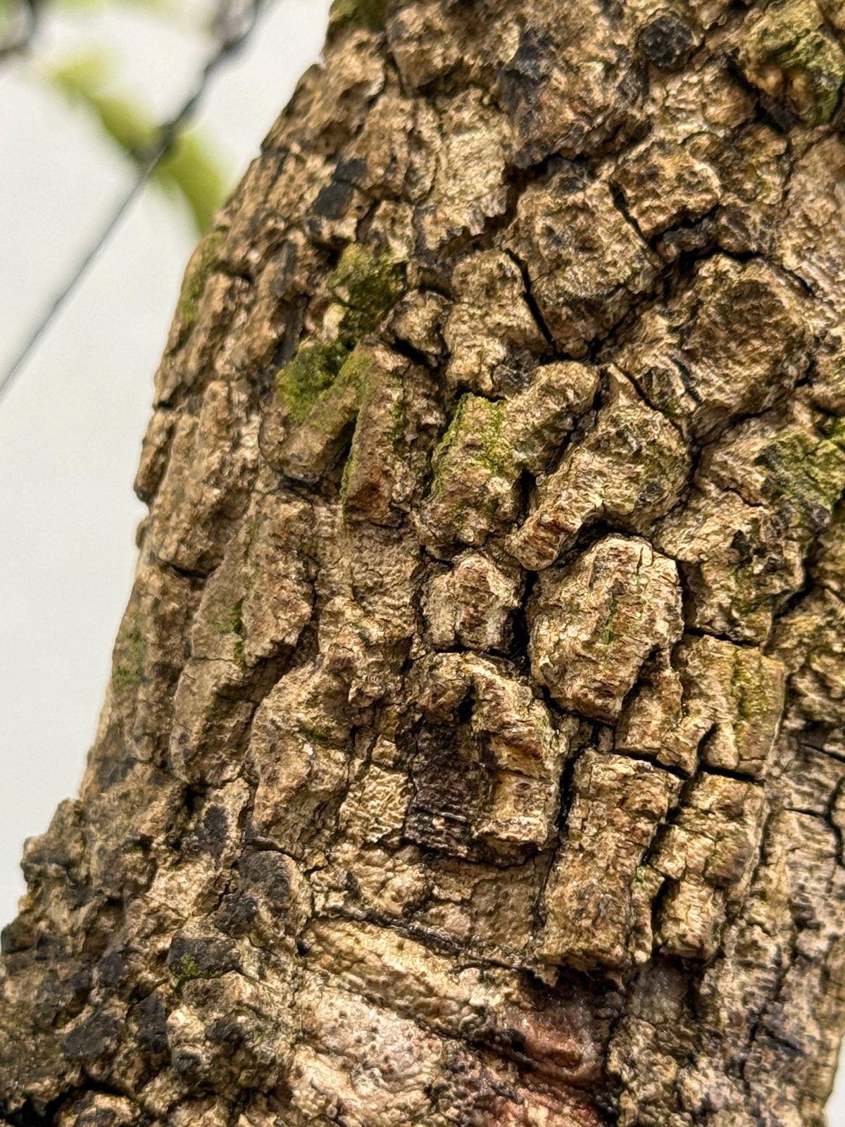 Tamarindus indica