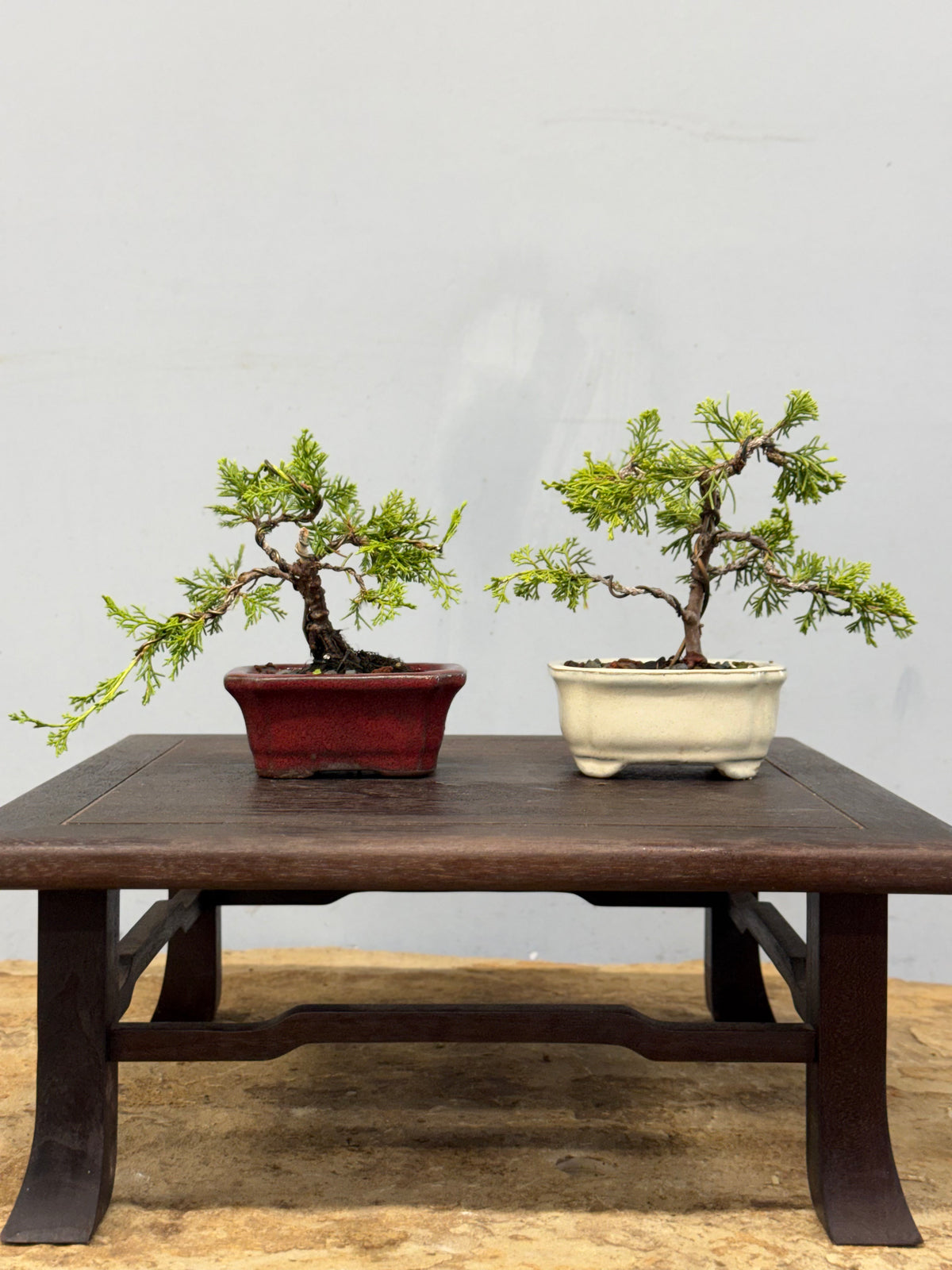 Mame Itoigawa Shimpaku Juniper Bonsai