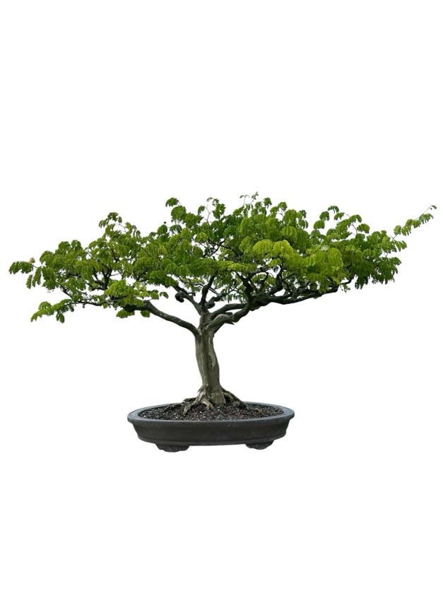 Brazilian Rain Tree
