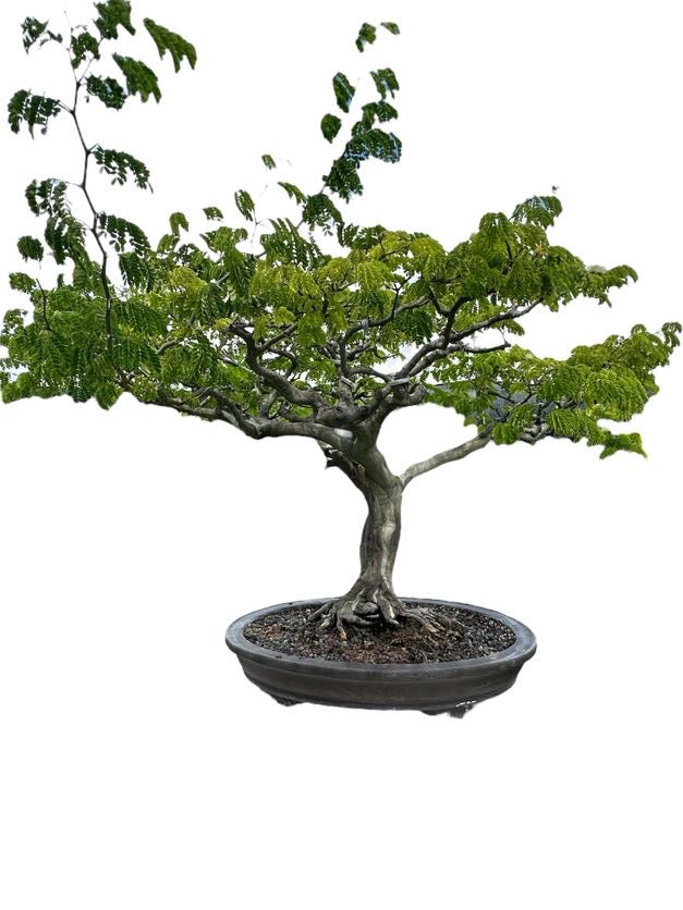 Brazilian Rain Tree