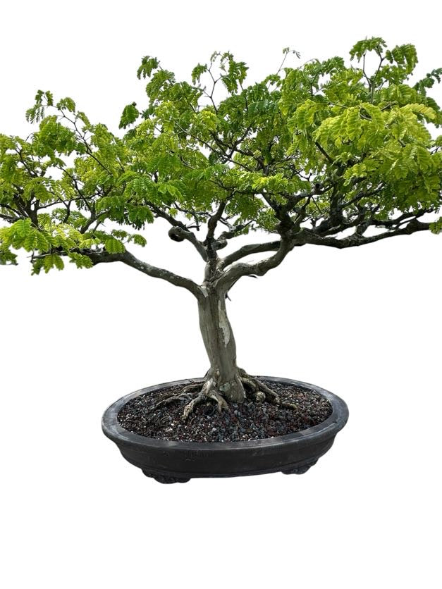 Brazilian Rain Tree
