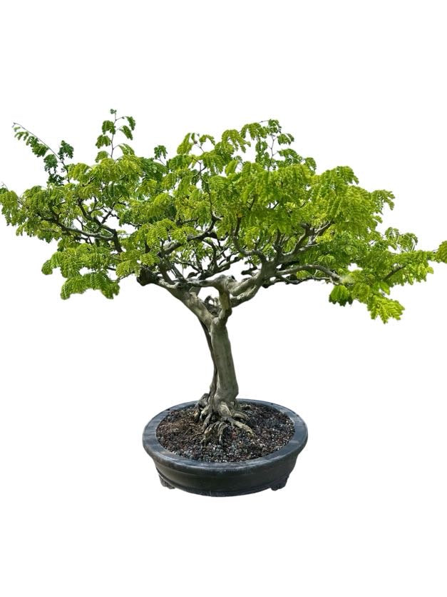 Brazilian Rain Tree