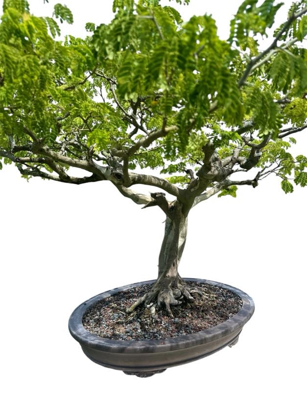 Brazilian Rain Tree