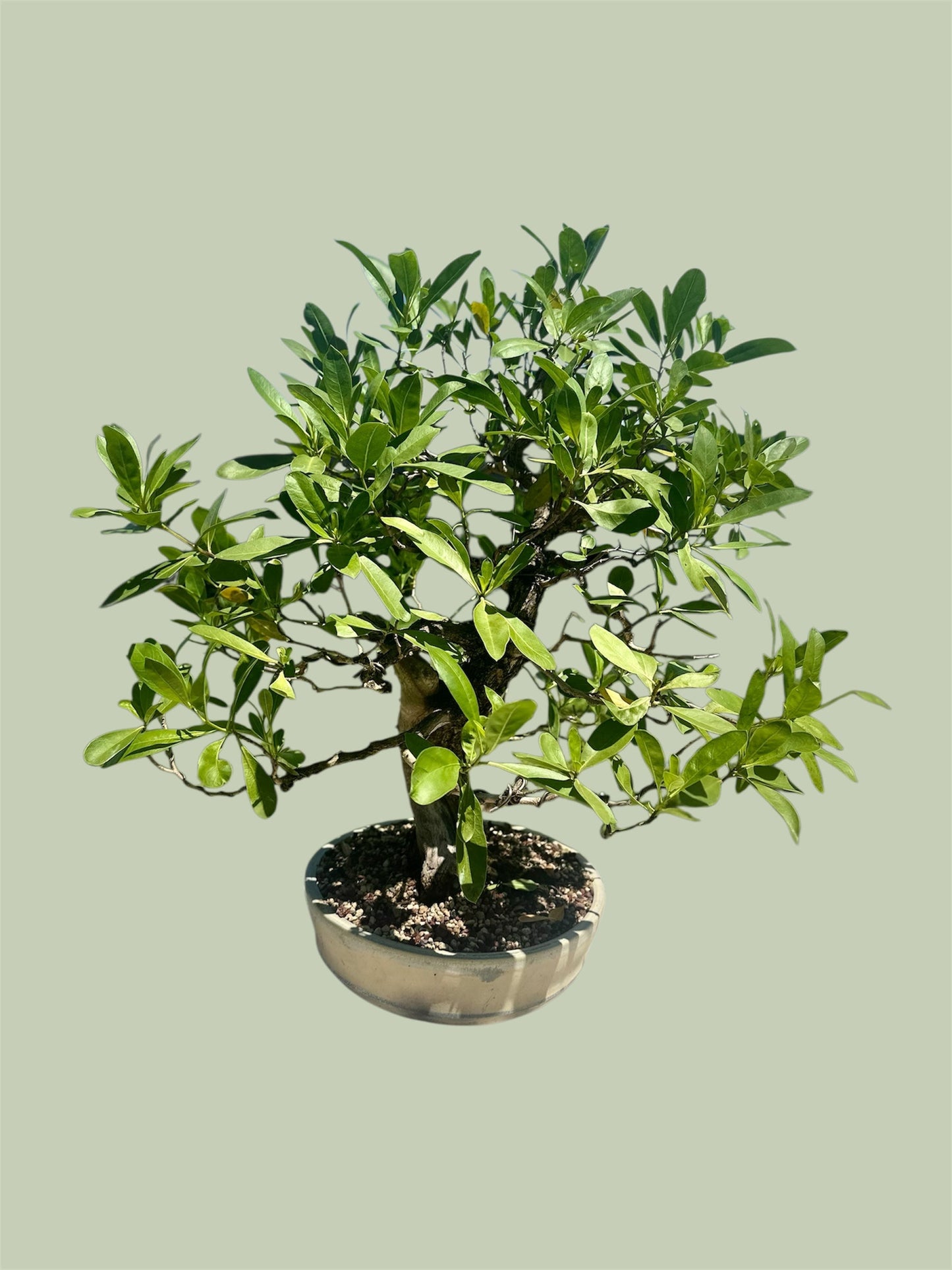 Yamadori Buttonwood