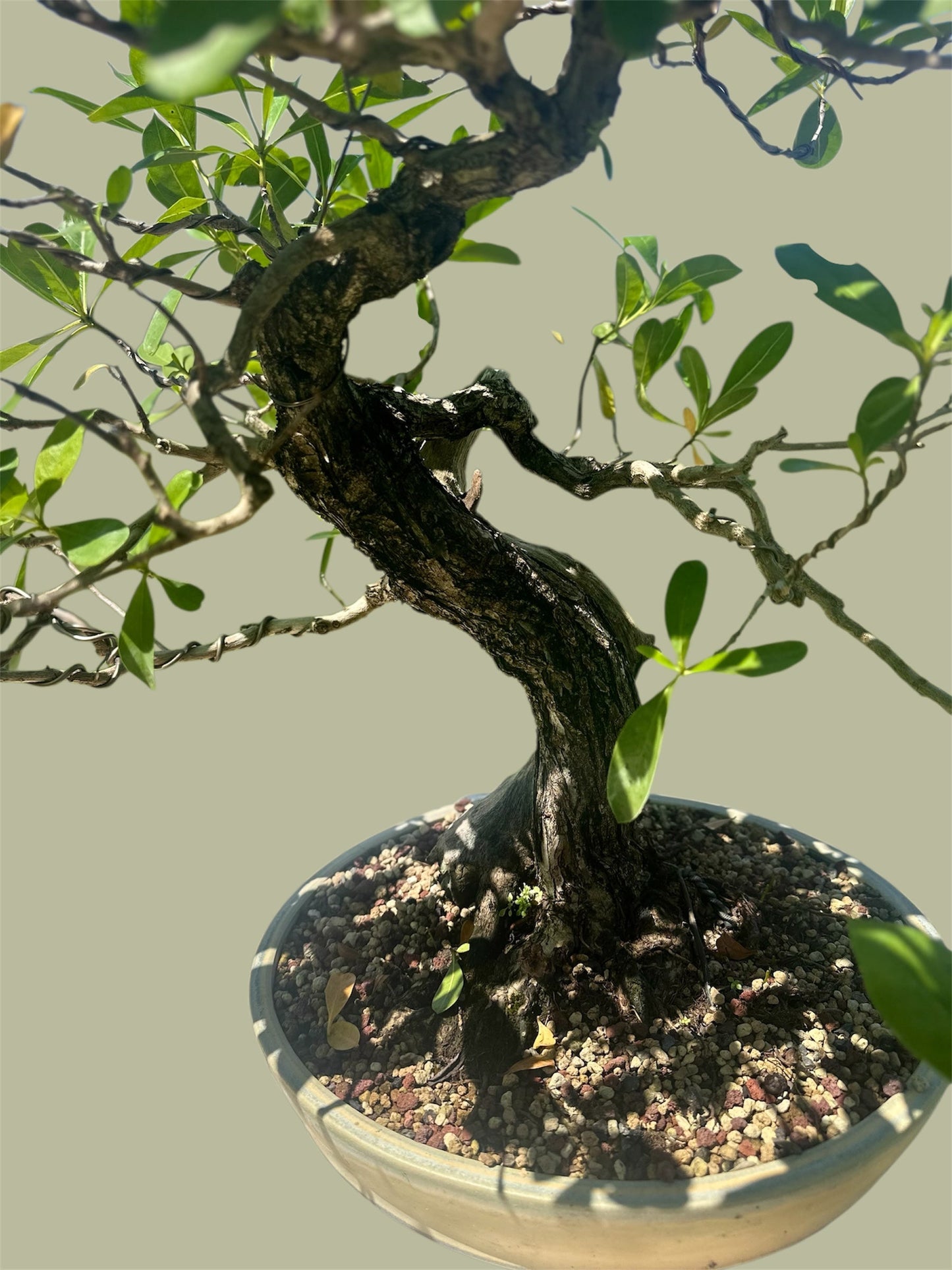 Yamadori Buttonwood