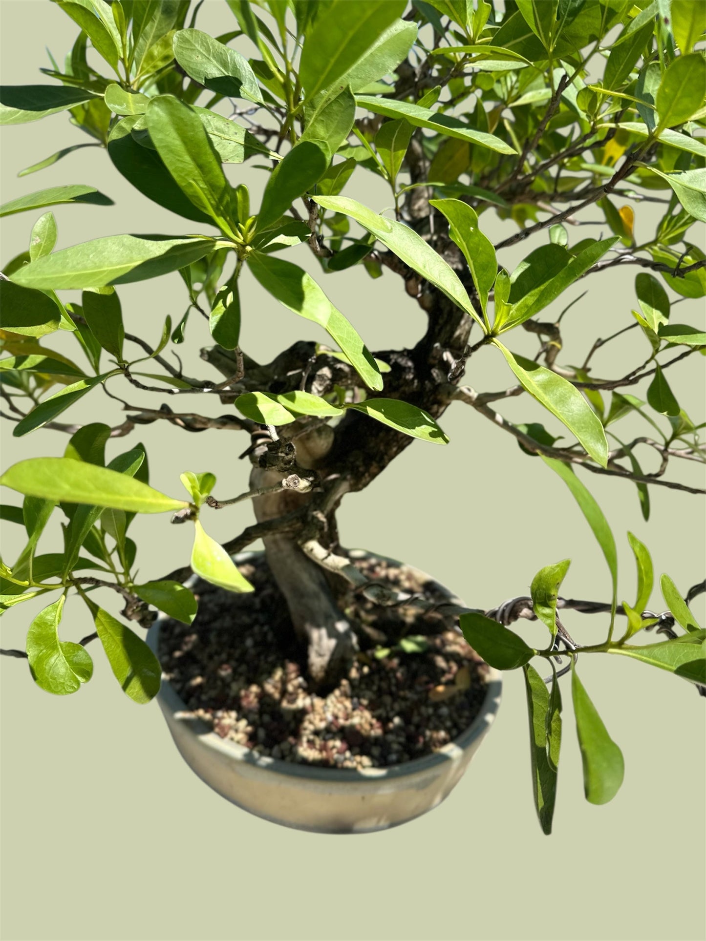 Yamadori Buttonwood
