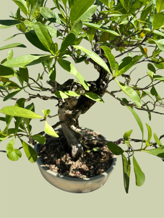 Yamadori Buttonwood