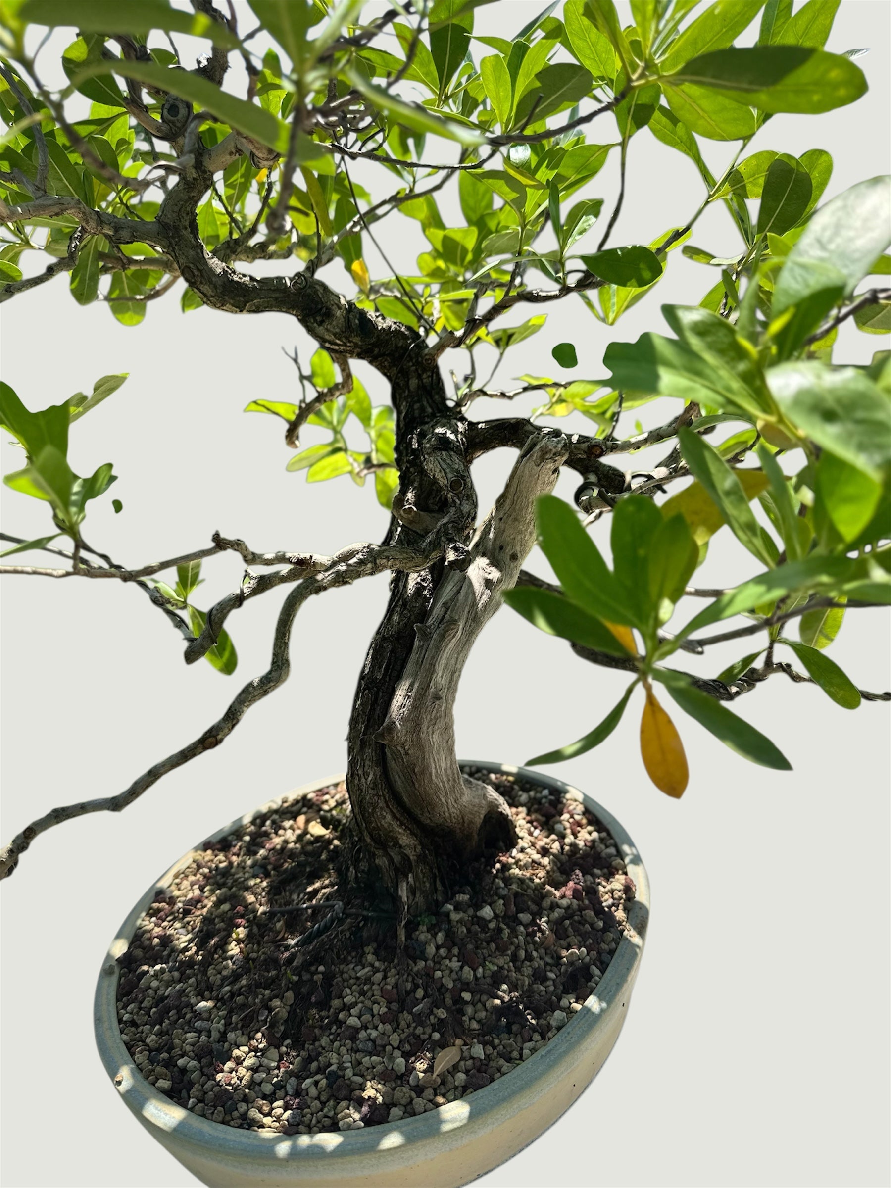 Yamadori Buttonwood