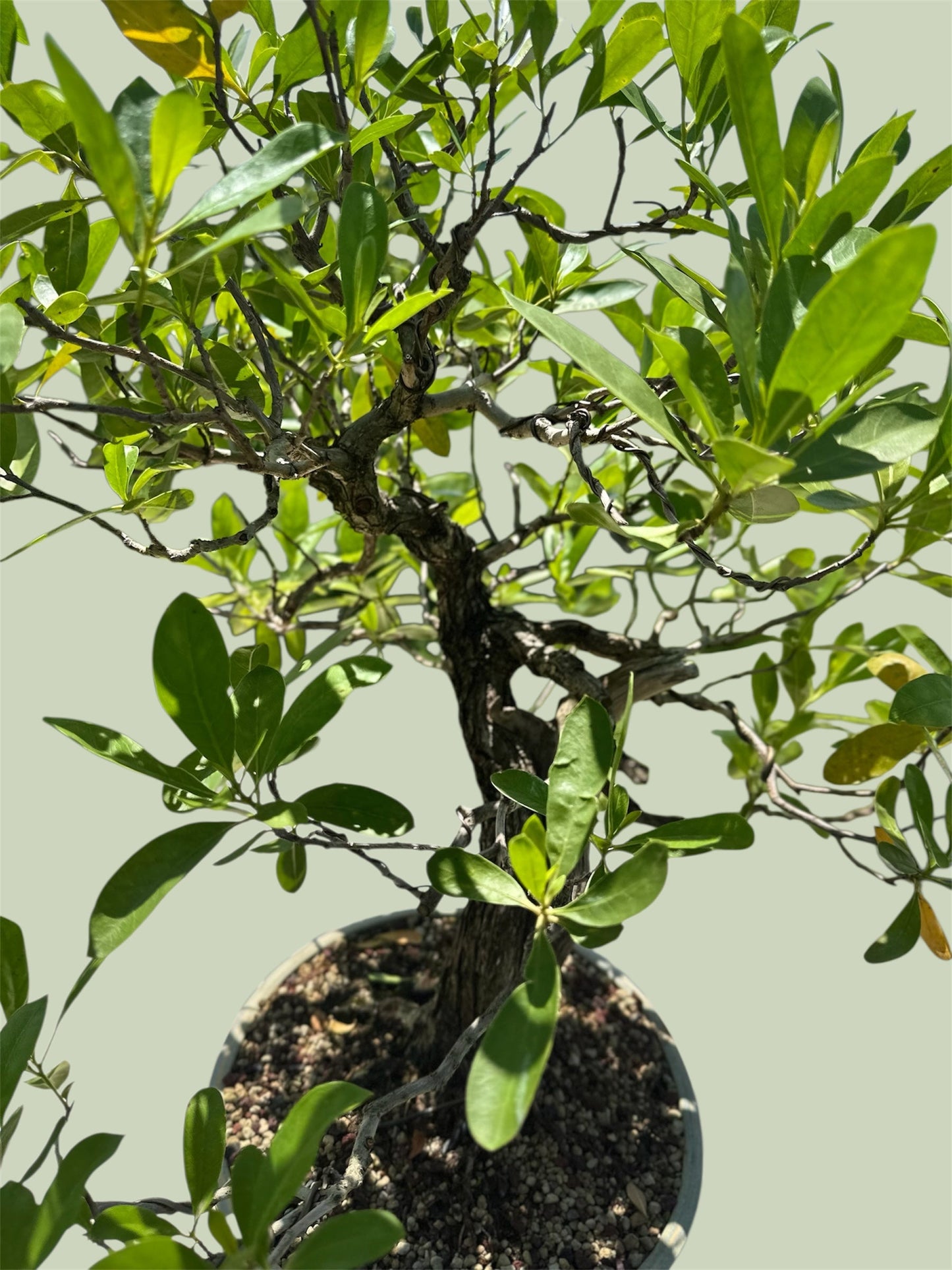 Yamadori Buttonwood
