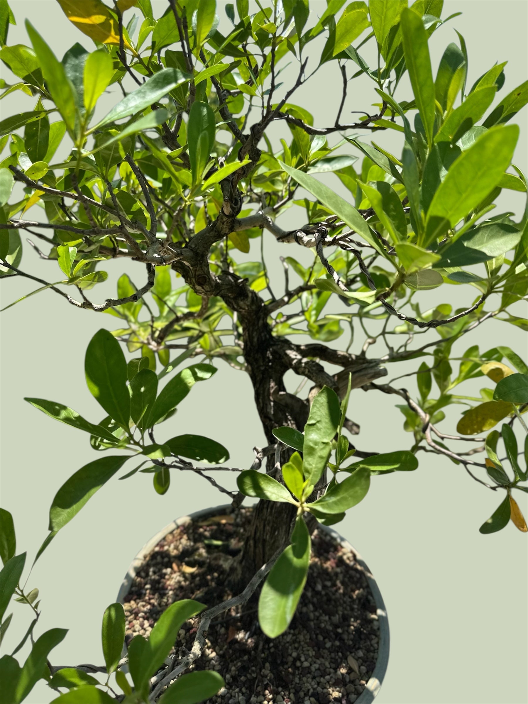 Yamadori Buttonwood