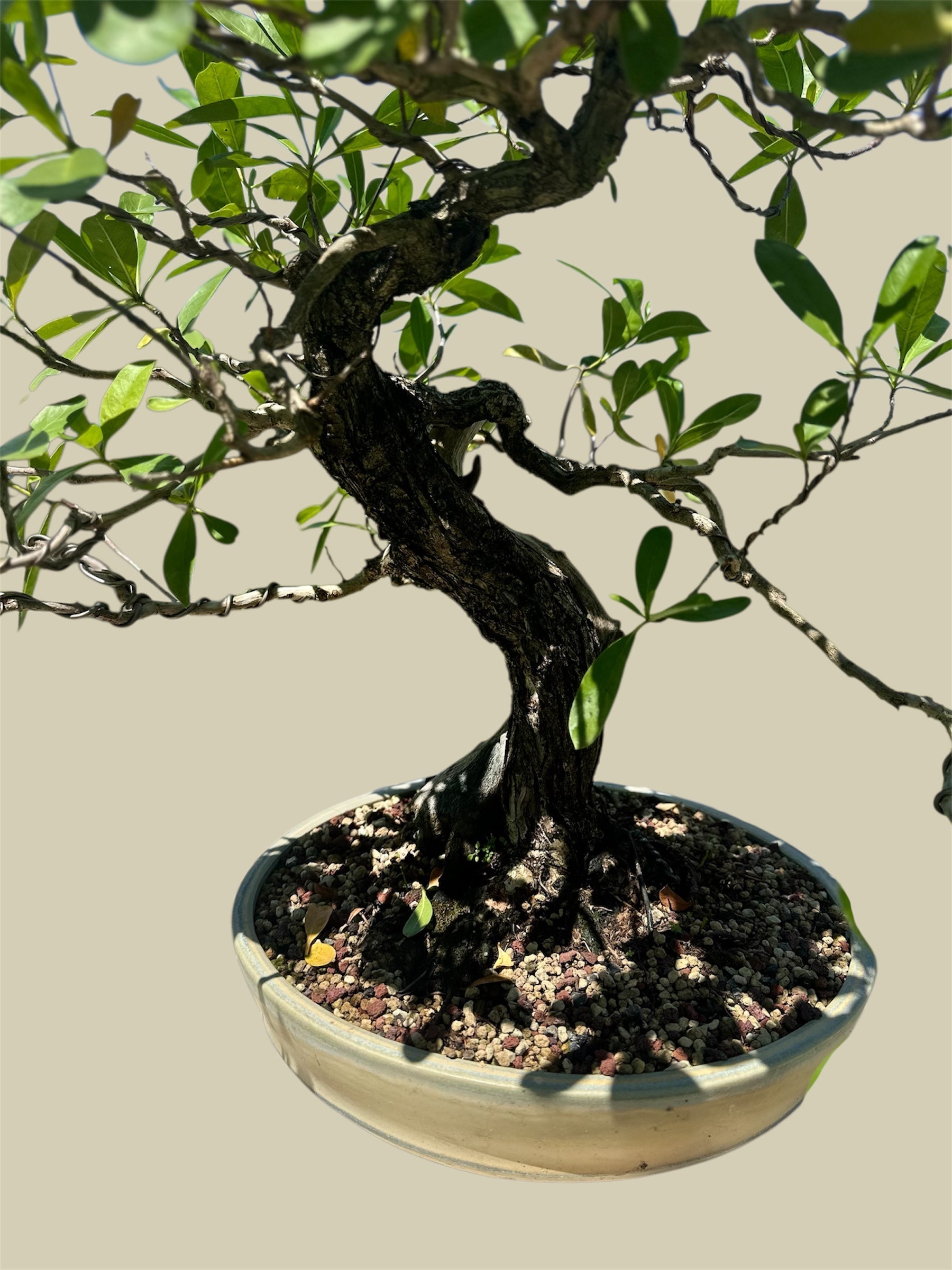 Yamadori Buttonwood
