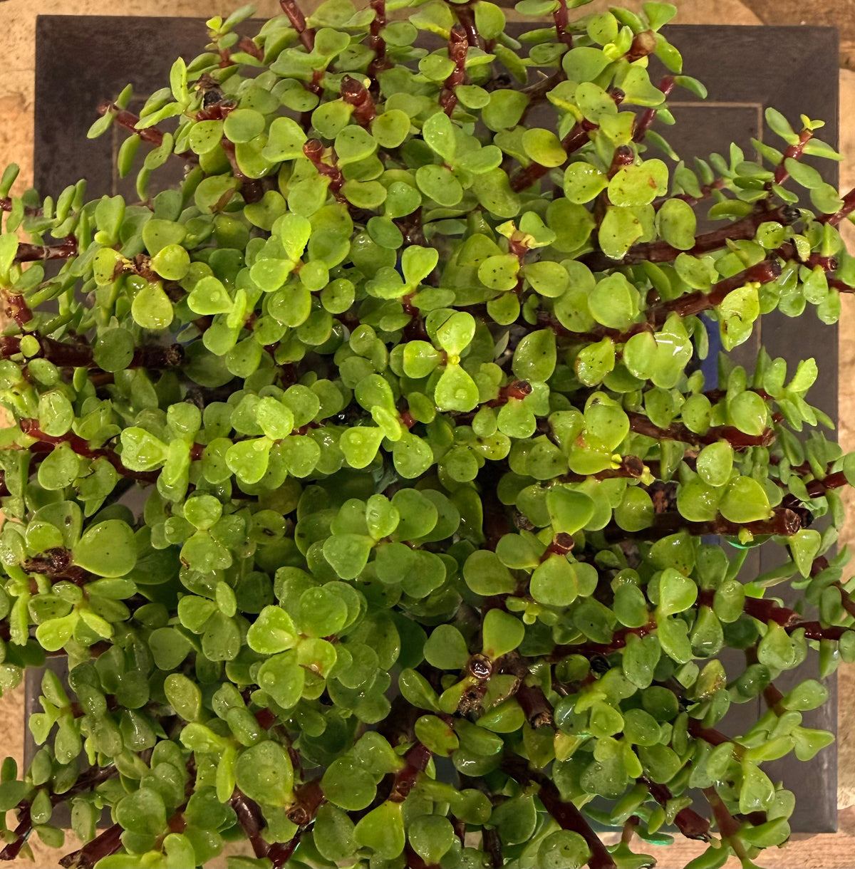 Dwarf Jade