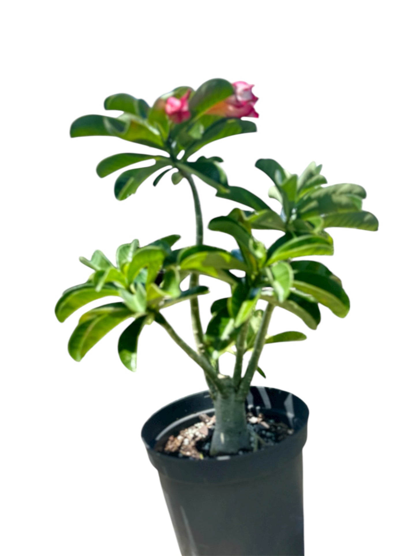 Desert Rose