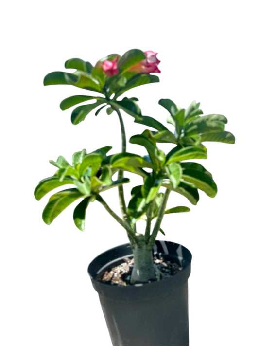 Desert Rose