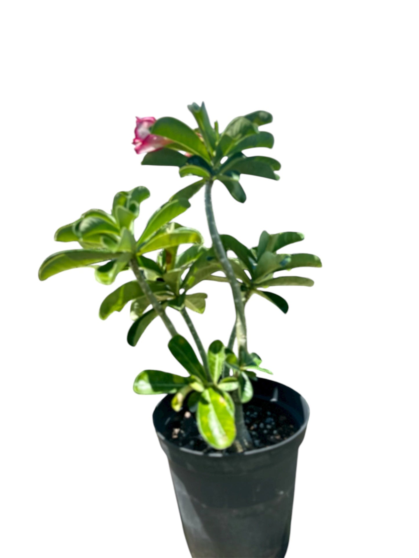 Desert Rose
