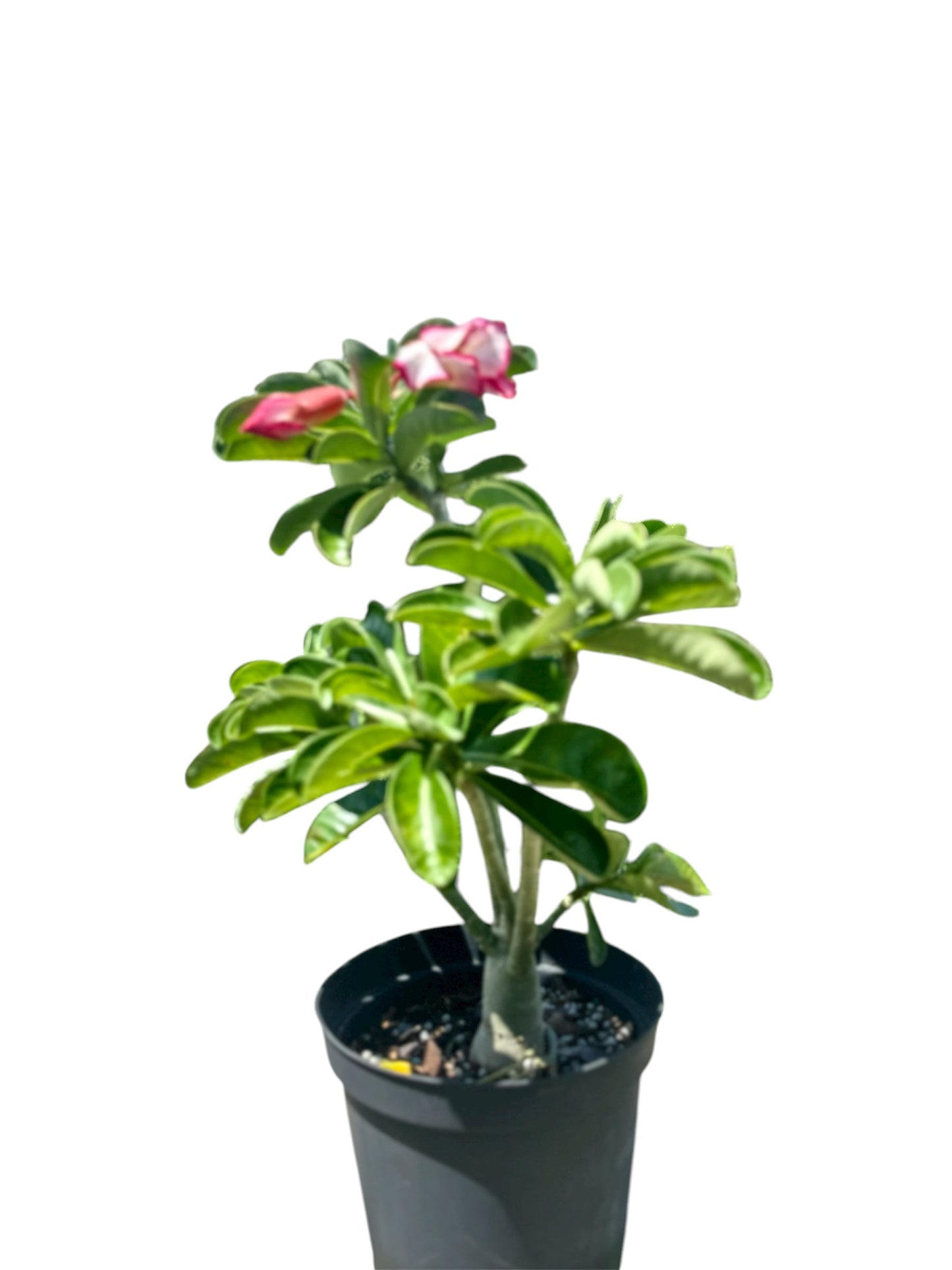 Desert Rose