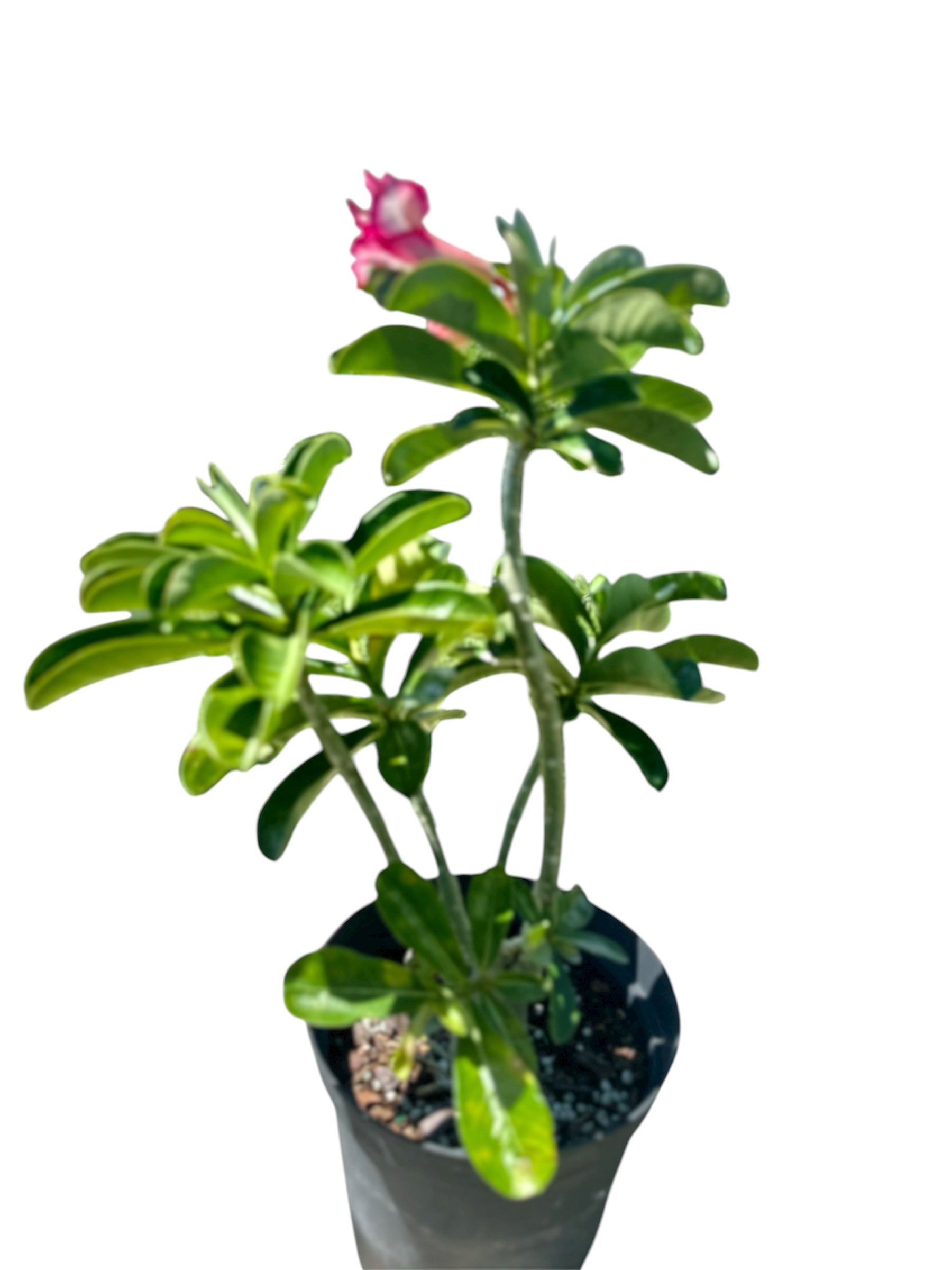 Desert Rose