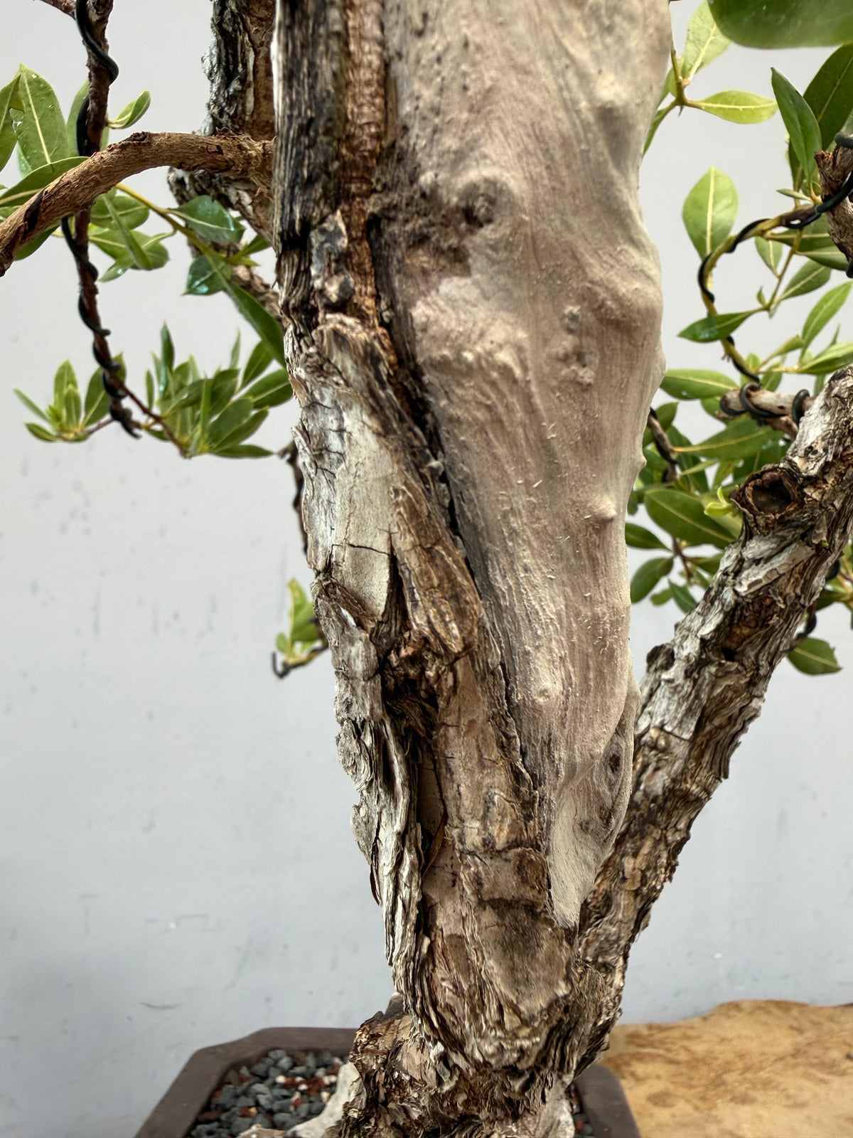 Buttonwood