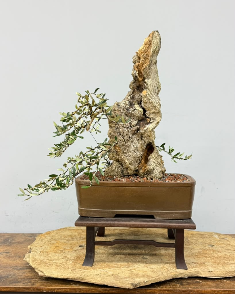 European Olive Bonsai | From Alex Mendoza’s Personal Collection