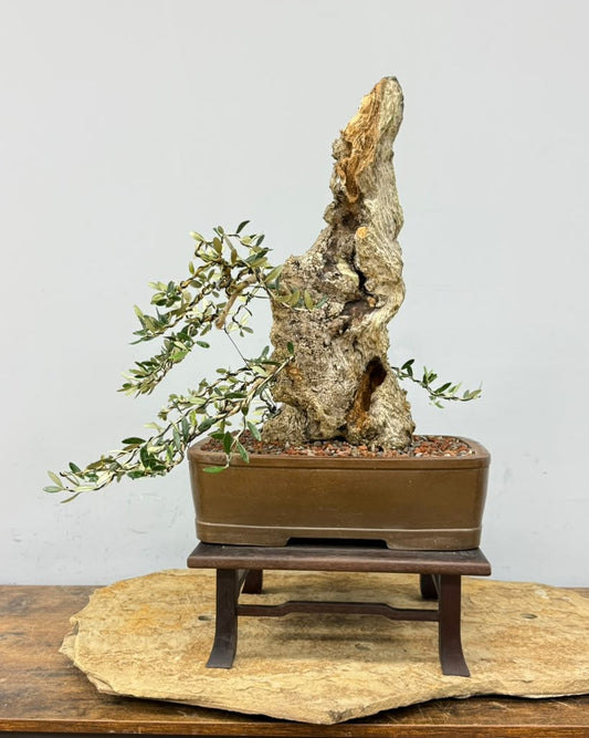 European Olive Bonsai | From Alex Mendoza’s Personal Collection