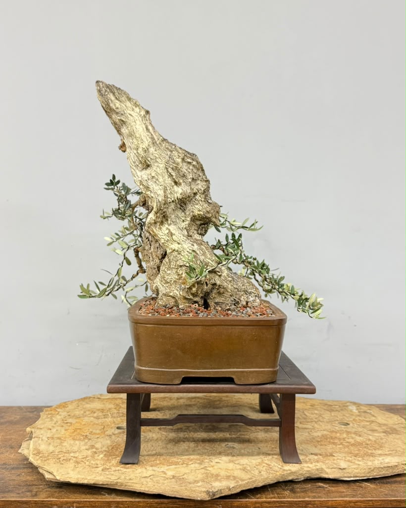 European Olive Bonsai | From Alex Mendoza’s Personal Collection